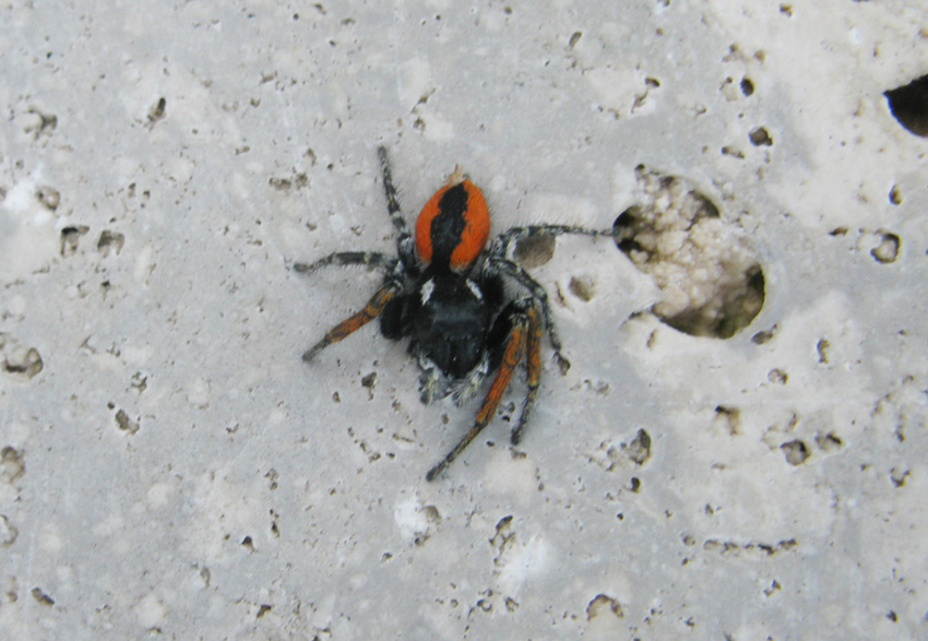 Philaeus chrysops maschio - Palombara Sabina (RM)